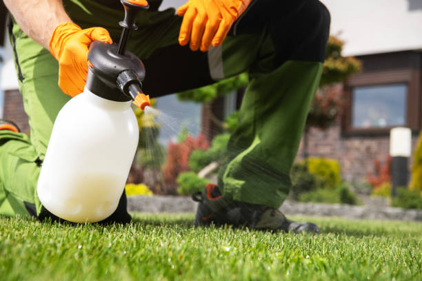 Best Ant Control Services  in Golf Manor, OH